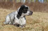 SETTER ANGLAIS 042